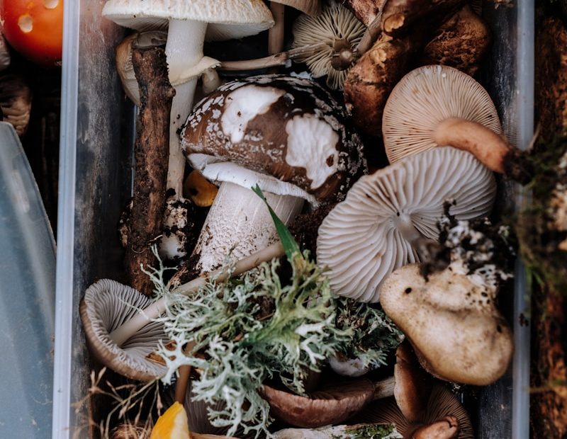 Le champignon doigt de l’homme mort : la nature a le sens du macabre